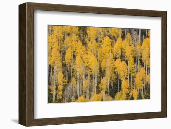 Autumn gold aspen tree pattern on mountain slope, San Juan Mountains, Colorado-Adam Jones-Framed Photographic Print