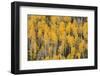 Autumn gold aspen tree pattern on mountain slope, San Juan Mountains, Colorado-Adam Jones-Framed Photographic Print