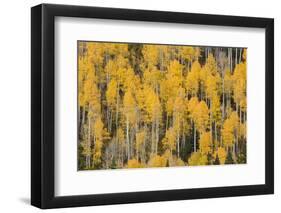 Autumn gold aspen tree pattern on mountain slope, San Juan Mountains, Colorado-Adam Jones-Framed Photographic Print