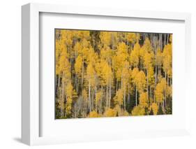 Autumn gold aspen tree pattern on mountain slope, San Juan Mountains, Colorado-Adam Jones-Framed Photographic Print