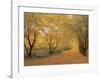 Autumn Gold-Diane Romanello-Framed Art Print