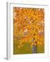 Autumn Gold-J Charles-Framed Art Print