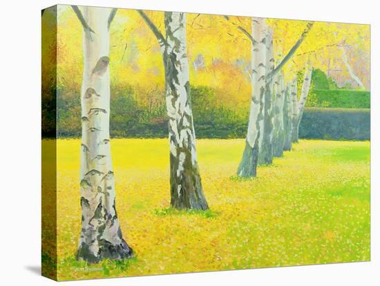 Autumn Gold-William Ireland-Stretched Canvas