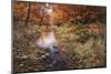 Autumn Gold-Bill Makinson-Mounted Giclee Print