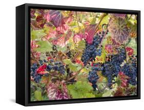 Autumn Grapes and Vines, Denbies Vineyard, Dorking, Surrey, England, United Kingdom, Europe-Miller John-Framed Stretched Canvas