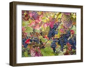 Autumn Grapes and Vines, Denbies Vineyard, Dorking, Surrey, England, United Kingdom, Europe-Miller John-Framed Photographic Print