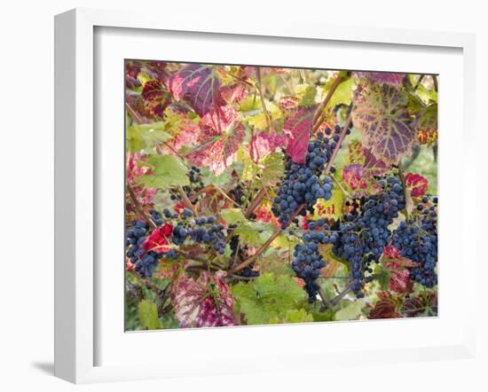 Autumn Grapes and Vines, Denbies Vineyard, Dorking, Surrey, England, United Kingdom, Europe-Miller John-Framed Photographic Print