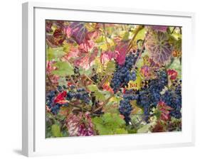 Autumn Grapes and Vines, Denbies Vineyard, Dorking, Surrey, England, United Kingdom, Europe-Miller John-Framed Photographic Print