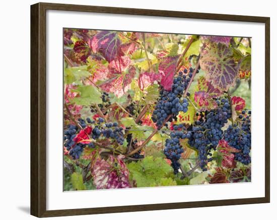 Autumn Grapes and Vines, Denbies Vineyard, Dorking, Surrey, England, United Kingdom, Europe-Miller John-Framed Photographic Print