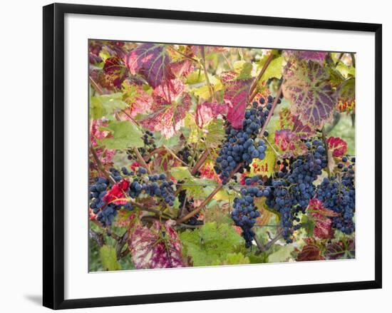 Autumn Grapes and Vines, Denbies Vineyard, Dorking, Surrey, England, United Kingdom, Europe-Miller John-Framed Photographic Print