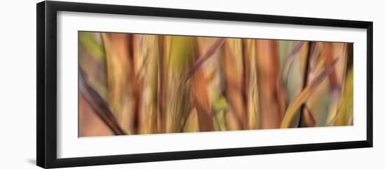 Autumn Grass Scape-Cora Niele-Framed Photographic Print