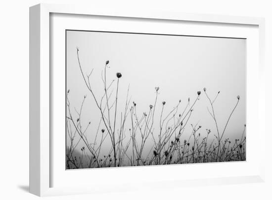 Autumn Grasses-Aledanda-Framed Photographic Print