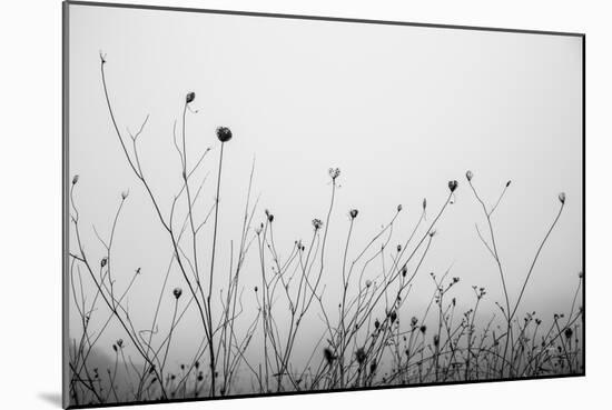 Autumn Grasses-Aledanda-Mounted Photographic Print