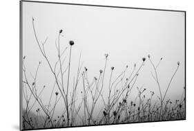 Autumn Grasses-Aledanda-Mounted Photographic Print