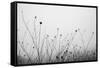 Autumn Grasses-Aledanda-Framed Stretched Canvas