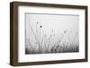 Autumn Grasses-Aledanda-Framed Photographic Print