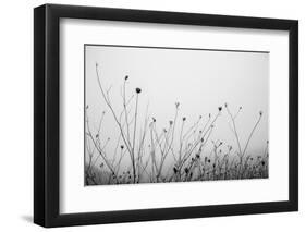 Autumn Grasses-Aledanda-Framed Photographic Print