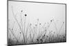 Autumn Grasses-Aledanda-Mounted Photographic Print