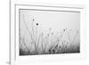 Autumn Grasses-Aledanda-Framed Photographic Print