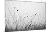 Autumn Grasses-Aledanda-Mounted Photographic Print