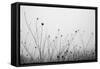 Autumn Grasses-Aledanda-Framed Stretched Canvas