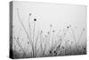 Autumn Grasses-Aledanda-Stretched Canvas