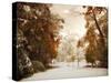 Autumn Greets Winter-Jessica Jenney-Stretched Canvas