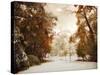 Autumn Greets Winter-Jessica Jenney-Stretched Canvas