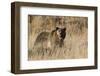 Autumn Grizzly Bear-Ken Archer-Framed Photographic Print