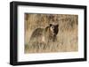 Autumn Grizzly Bear-Ken Archer-Framed Photographic Print