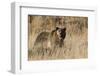 Autumn Grizzly Bear-Ken Archer-Framed Photographic Print