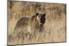 Autumn Grizzly Bear-Ken Archer-Mounted Photographic Print