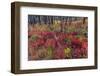 Autumn ground cover in burn area above St. Mary Lake in Glacier National Park, Montana, USA-Chuck Haney-Framed Photographic Print