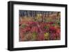 Autumn ground cover in burn area above St. Mary Lake in Glacier National Park, Montana, USA-Chuck Haney-Framed Photographic Print