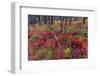 Autumn ground cover in burn area above St. Mary Lake in Glacier National Park, Montana, USA-Chuck Haney-Framed Photographic Print