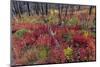 Autumn ground cover in burn area above St. Mary Lake in Glacier National Park, Montana, USA-Chuck Haney-Mounted Photographic Print