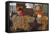 Autumn Harvest IV-Philip Clayton-thompson-Framed Stretched Canvas