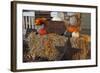 Autumn Harvest IV-Philip Clayton-thompson-Framed Photographic Print