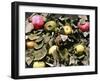 Autumn Harvest-Dorothy Berry-Lound-Framed Giclee Print