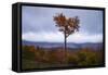 Autumn Heart Tree, New Hampshire Mountains New England Fall-Vincent James-Framed Stretched Canvas