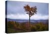 Autumn Heart Tree, New Hampshire Mountains New England Fall-Vincent James-Stretched Canvas