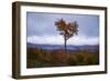 Autumn Heart Tree, New Hampshire Mountains New England Fall-Vincent James-Framed Photographic Print