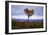 Autumn Heart Tree, New Hampshire Mountains New England Fall-Vincent James-Framed Photographic Print