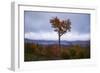 Autumn Heart Tree, New Hampshire Mountains New England Fall-Vincent James-Framed Photographic Print