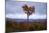 Autumn Heart Tree, New Hampshire Mountains New England Fall-Vincent James-Mounted Photographic Print