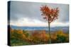 Autumn Heart Tree, White Mountains, Kancamagus. New Hampshire-Vincent James-Stretched Canvas