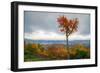 Autumn Heart Tree, White Mountains, Kancamagus. New Hampshire-Vincent James-Framed Photographic Print