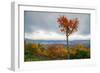 Autumn Heart Tree, White Mountains, Kancamagus. New Hampshire-Vincent James-Framed Photographic Print