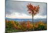 Autumn Heart Tree, White Mountains, Kancamagus. New Hampshire-Vincent James-Mounted Photographic Print