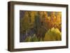 Autumn Highlights-Bill Sherrell-Framed Photographic Print